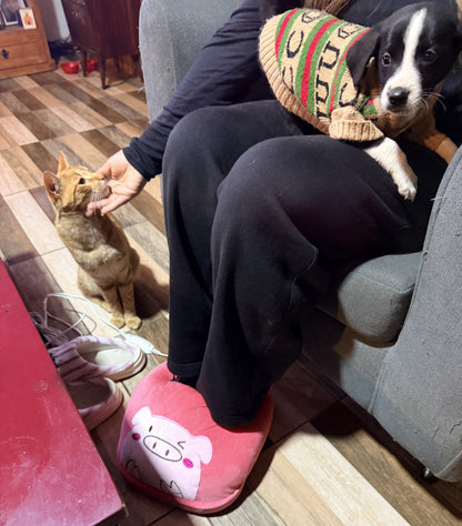 CozyPaws™ — Calor Suave al Instante